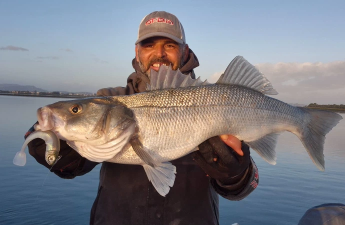 Roller Shad