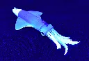 KS845-Golden-Squid-UV---Under-UV-Light.webp