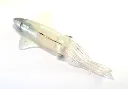 KS846-White-Squid-UV-Day-Light-Belly.webp