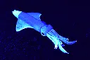 KS843-Red-Squid-UV---Under-UV-Light.webp