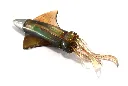 KS845-Golden-Squid-UV-Day-Light-Belly.webp