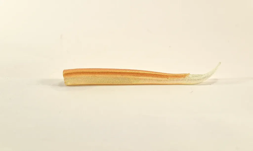 Nova Eel 155 – 3x Bodies – Gold Kamaleo